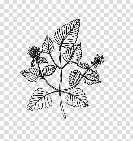 mochizuki  plants, black and white leaves illustration transparent background PNG clipart