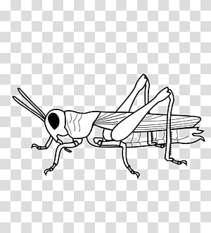 Book Drawing Document Text Line Art Cartoon Insect Grasshopper Cricketlike Insect Transparent Background Png Clipart Hiclipart