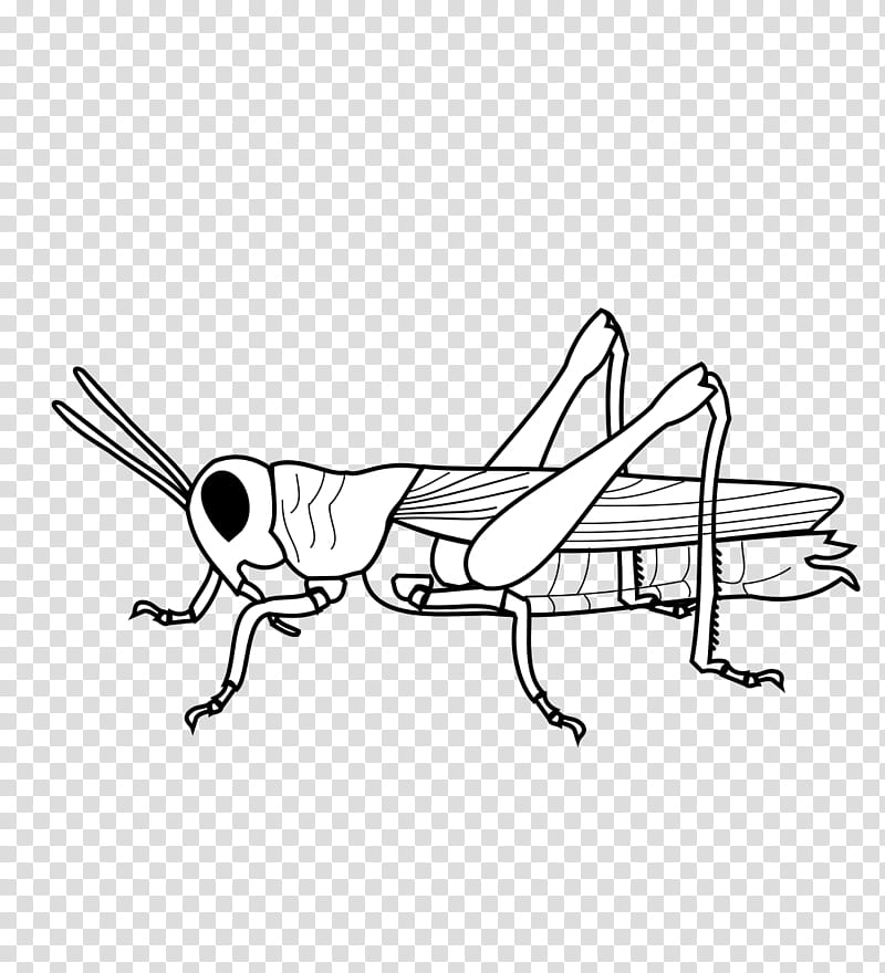 cricket insect clipart black and white