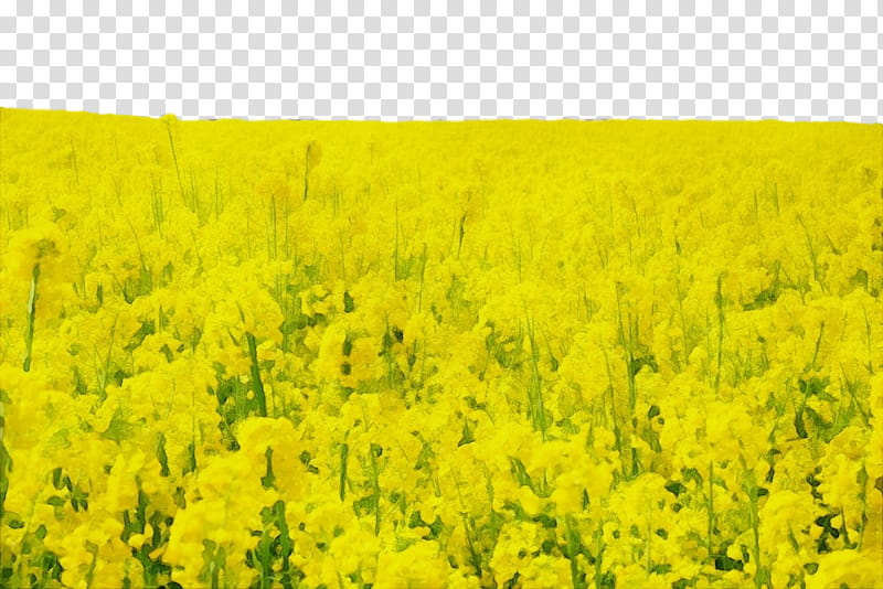 rapeseed field yellow mustard plant, Watercolor, Paint, Wet Ink, Flowering Plant, Canola, Brassica Rapa transparent background PNG clipart