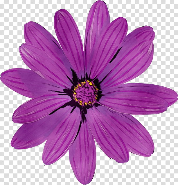 Flowers, Chrysanthemum, Cut Flowers, Purple, Petal, African Daisy, Violet, Plant transparent background PNG clipart