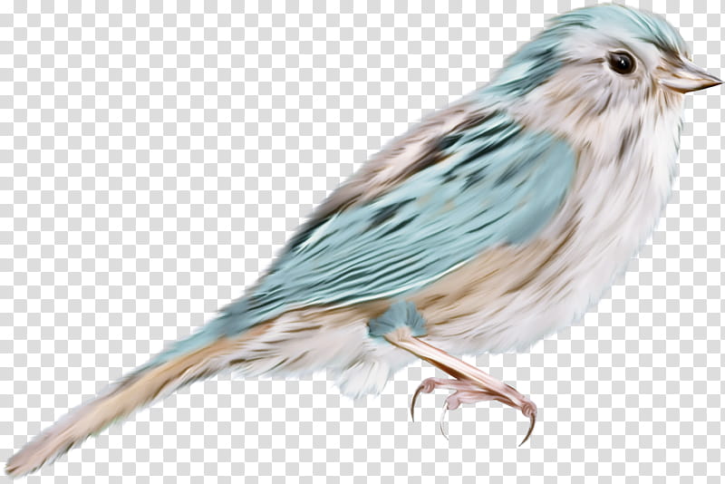 Feather, Bird, Beak, Songbird, Perching Bird, Finch, Sparrow, Song Sparrow transparent background PNG clipart