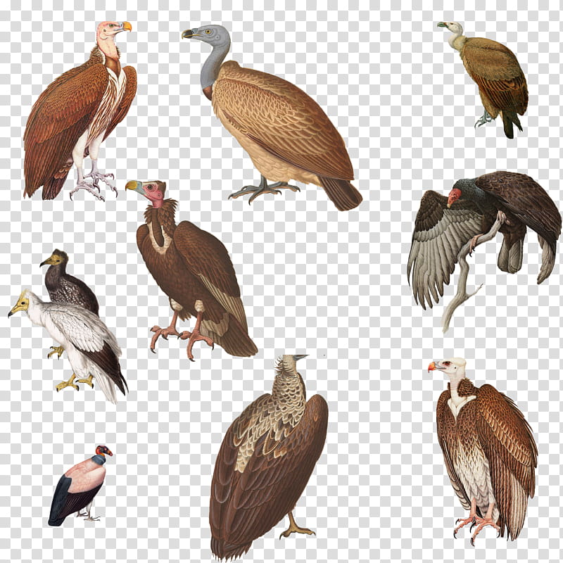 Vintage Vultures , brown and black vultures transparent background PNG clipart