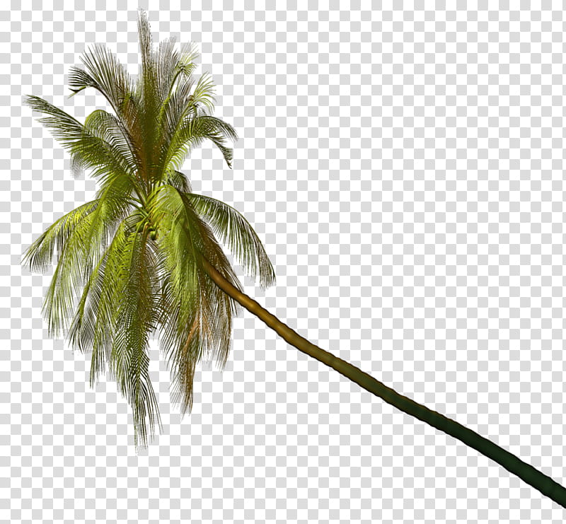 Coconut Tree Drawing, Asian Palmyra Palm, Palm Trees, Leaf, Plants, Agave, Borassus, Arecales transparent background PNG clipart