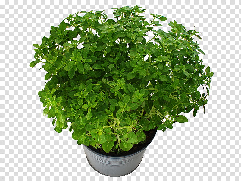 Green Grass, Flowerpot, Houseplant, Plants, Environmental Degradation, Leaf, Herb, Parsley transparent background PNG clipart