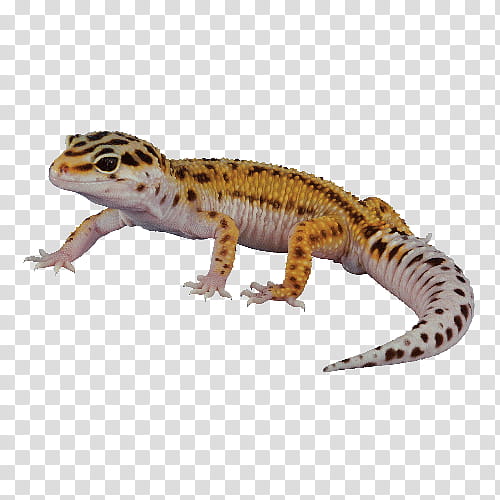 Reptile Reptile, Leopard, Lizard, Gecko, Chameleons, Common House Gecko, Gekkota, Afghan Leopard Gecko transparent background PNG clipart