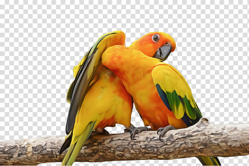 Lovebird, Parrot, Parakeet, Beak, Budgie, Macaw, Adaptation transparent background PNG clipart
