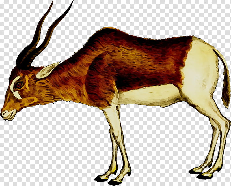 Animal, Antelope, Pronghorn, Impala, Wildebeest, Gazelle, Animal Silhouettes, Springbok transparent background PNG clipart