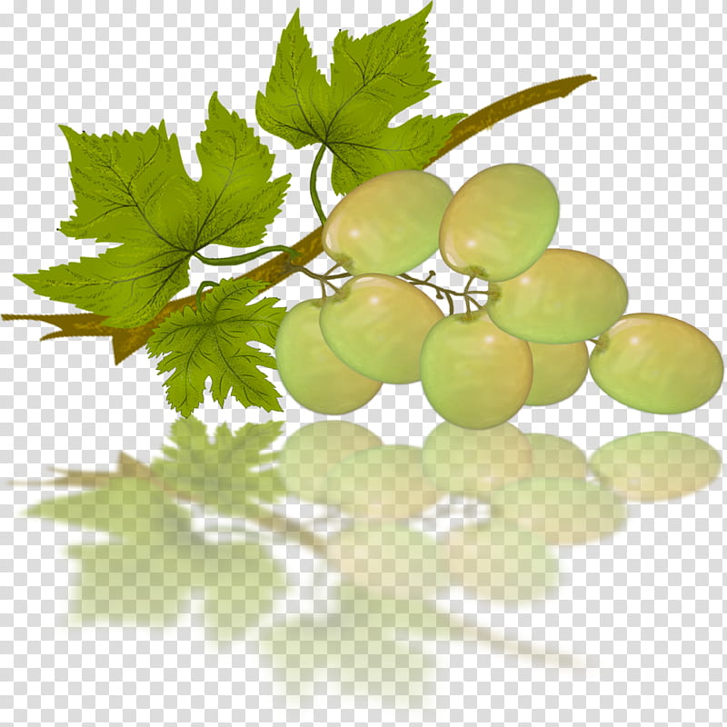 White Grape, unripe grapes illustration transparent background PNG clipart