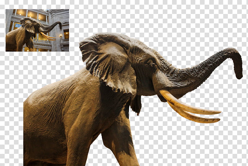 Elephant, black mammoth transparent background PNG clipart