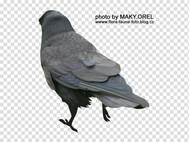 SET Black rook, gray bird with text overlay transparent background PNG clipart