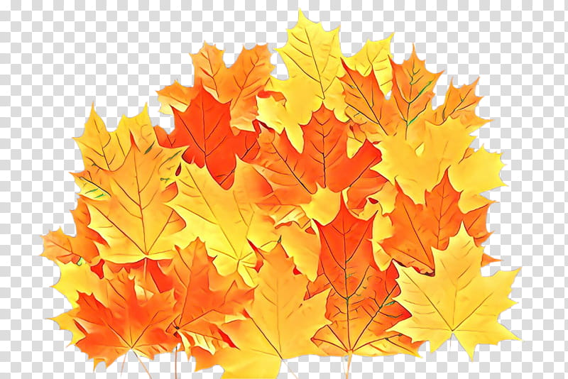 Maple leaf, Cartoon, Tree, Yellow, Black Maple, Orange, Woody Plant, Deciduous transparent background PNG clipart