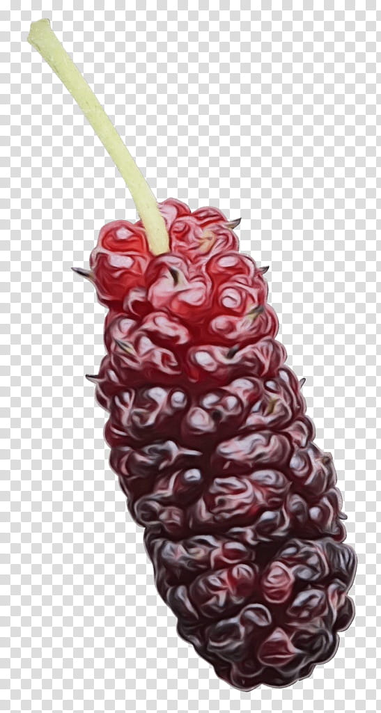 Fruit, Boysenberry, Blackberry, White Mulberry, Raspberry, Red Mulberry, Food, Loganberry transparent background PNG clipart