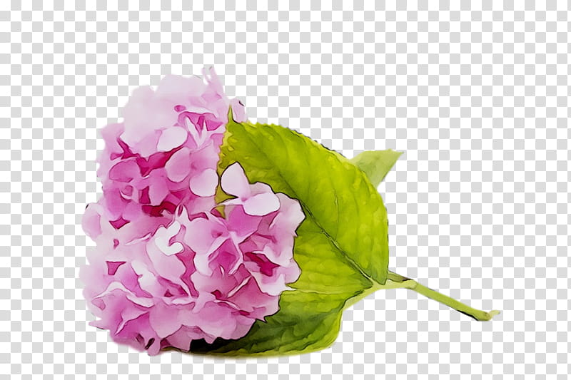 Sweet Pea Flower, Hydrangea, Cut Flowers, Floral Design, Artificial Flower, Flower Bouquet, Petal, Pink M transparent background PNG clipart