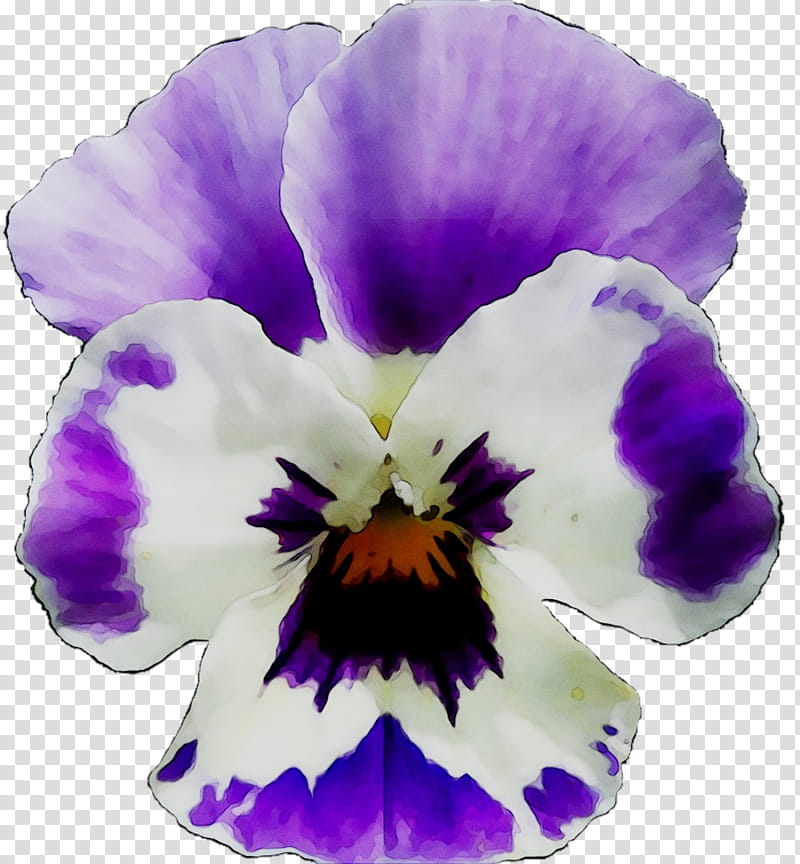 Blue Iris Flower, Pansy, Common Blue Violet, Viola Labradorica, Marsh Blue Violet, Watercolor Painting, Lilac, Wild Pansy transparent background PNG clipart