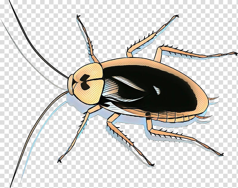 Leaf Drawing, Cockroach, Insect, Blattodea, American Cockroach, Beetle, Pest, Leaf Beetle transparent background PNG clipart