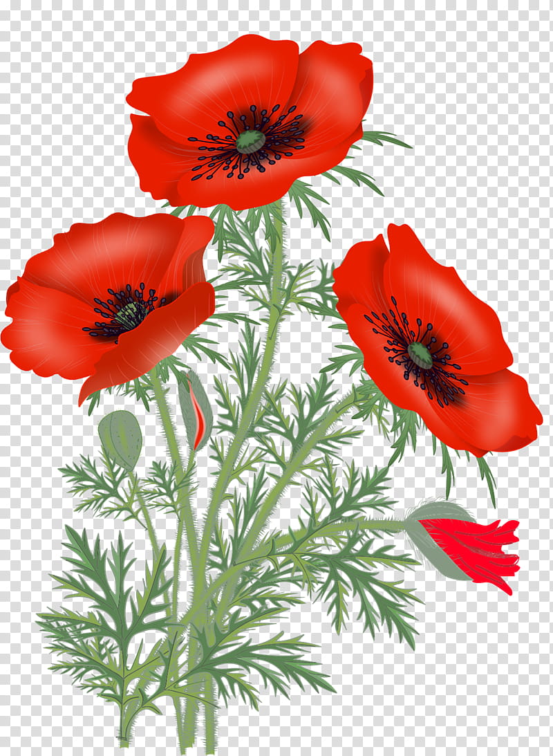 three red blooming flowers art transparent background PNG clipart