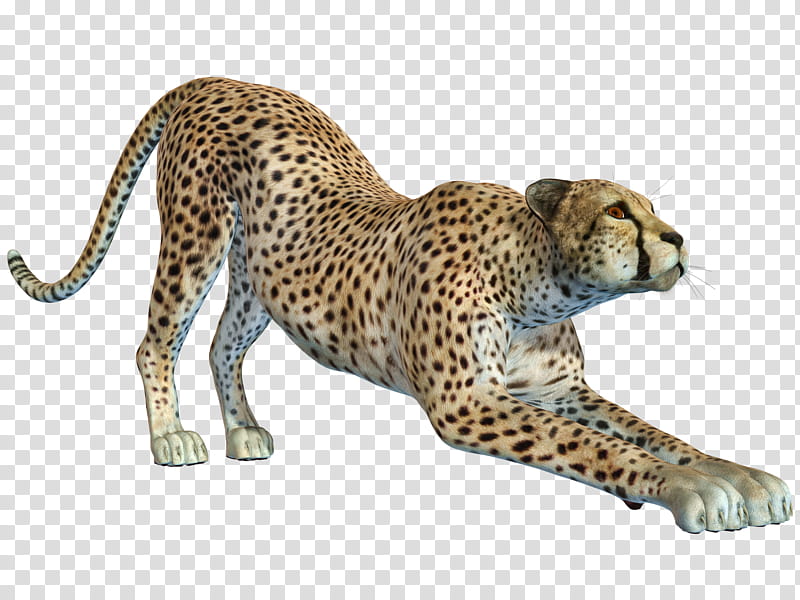 Cheetah , cheetah animal transparent background PNG clipart