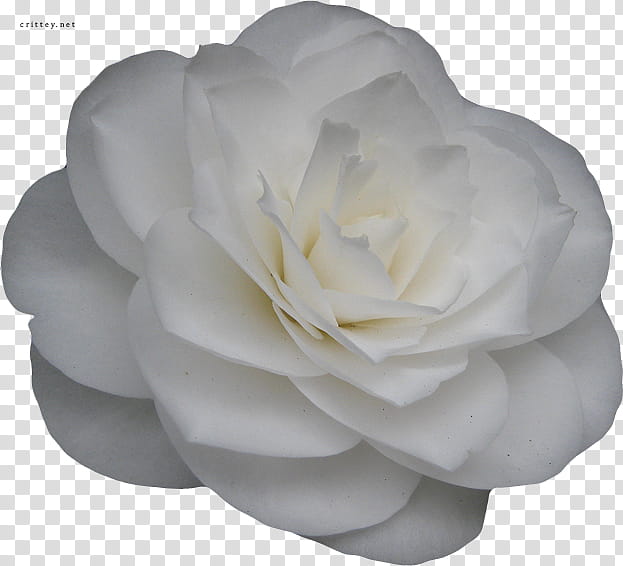 Large Flower , white flower art transparent background PNG clipart