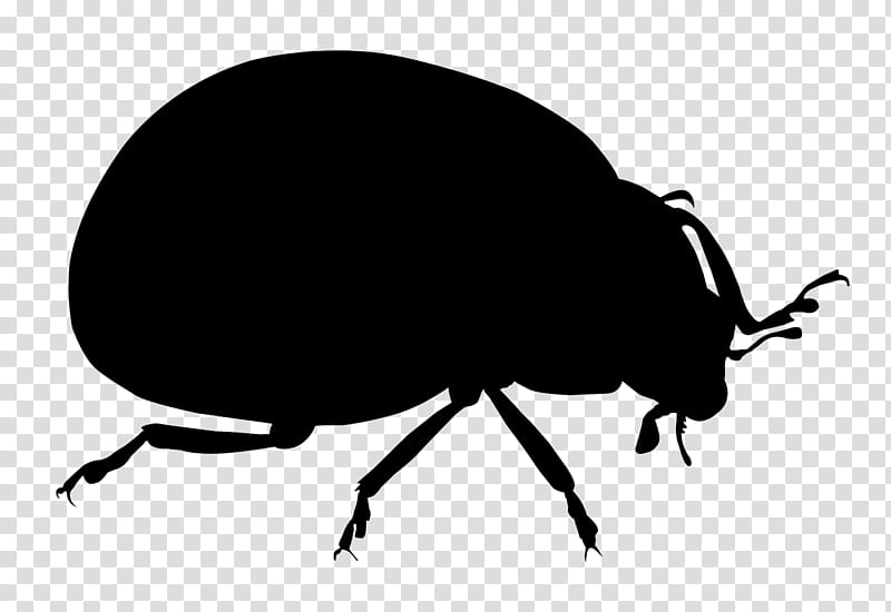 Leaf Silhouette, Weevil, Beetle, Dung Beetle, Scarab, Membrane, Cow Dung, Insect transparent background PNG clipart