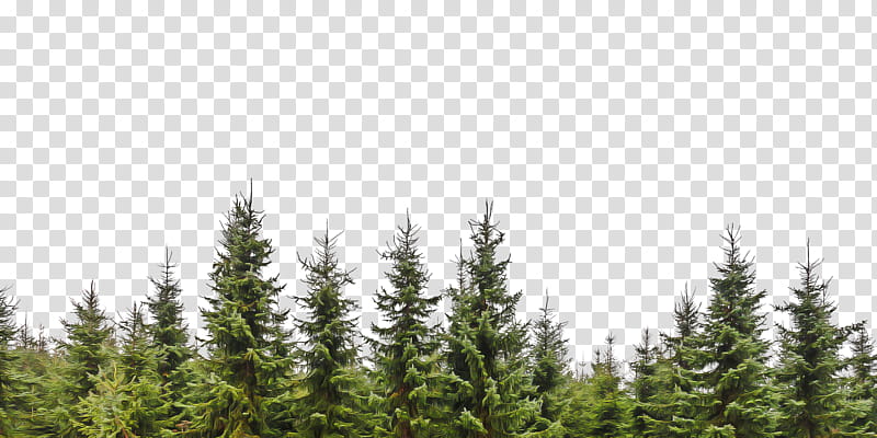 Family Tree, Pine, Spruce, Fir, Conifers, Eastern White Pine, Forest, Forest Tree transparent background PNG clipart