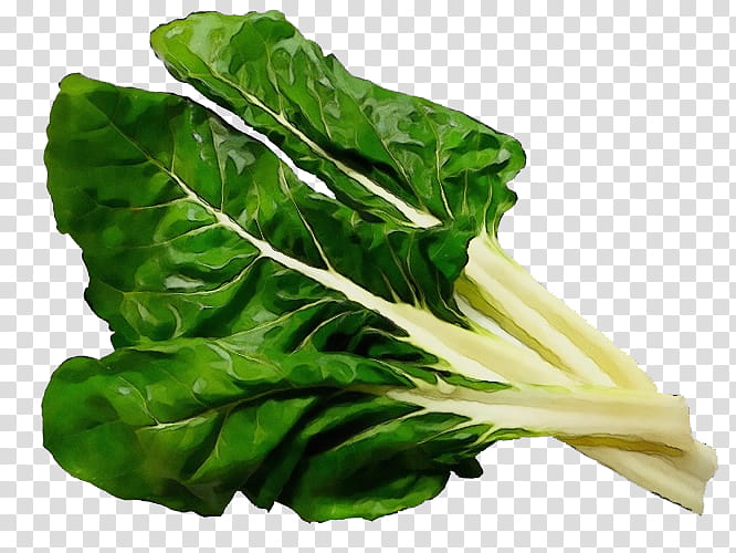 leaf vegetable chard vegetable leaf food, Watercolor, Paint, Wet Ink, Plant, Romaine Lettuce, Collard Greens, Spinach transparent background PNG clipart