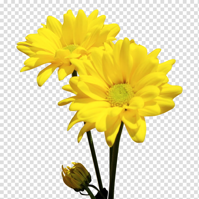 Bouquet Of Flowers, Chrysanthemum, Oxeye Daisy, Cut Flowers, Ohio, Marguerite Daisy, Dahlia, Dandelion transparent background PNG clipart