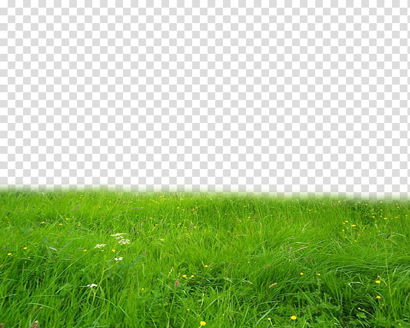 green open field transparent background PNG clipart