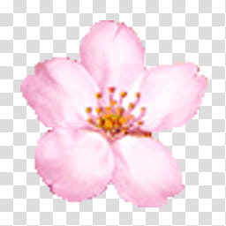 flor de cerezo LP, pink,petaled flower transparent background PNG clipart