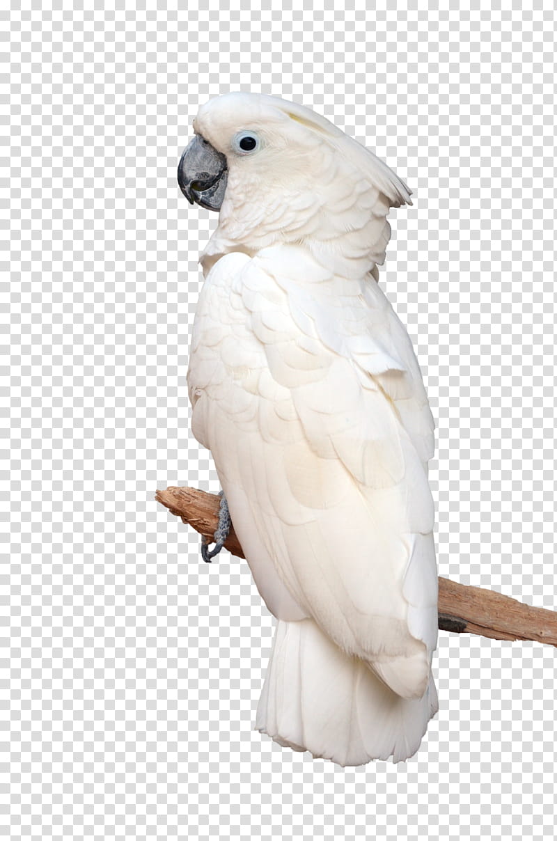 White Parrot on Perch , white macaw parrot transparent background PNG clipart