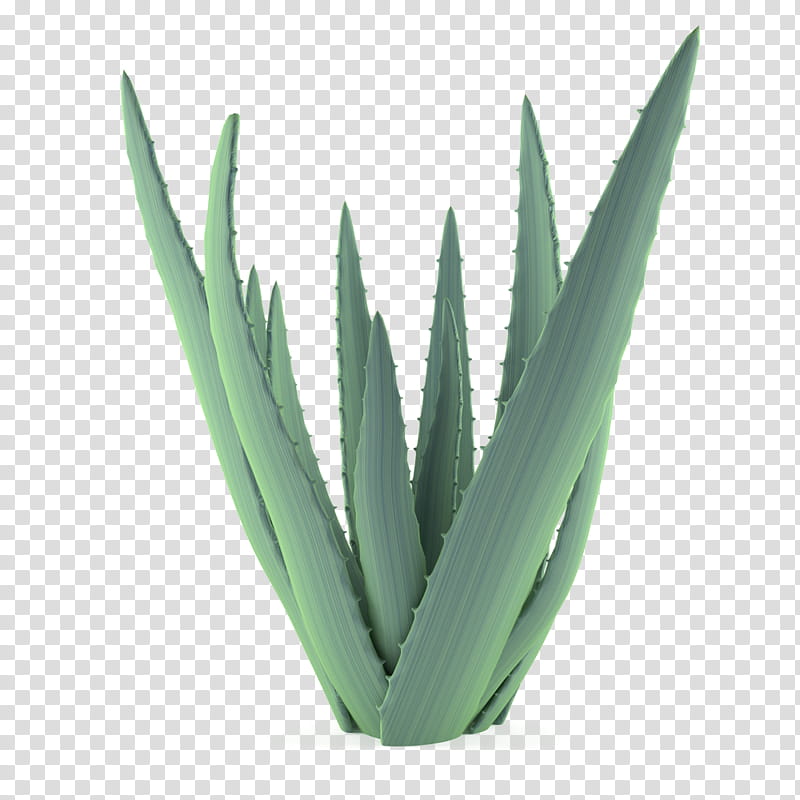 Cactuses and Plants, green aloe vera plant transparent background PNG clipart