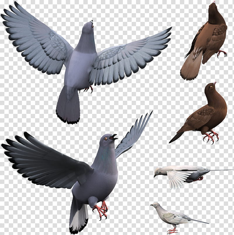 Bird Parrot, Pigeons And Doves, Dove, Release Dove, Rock Dove, Columbiformes, Typical Pigeons, Laughing Gull transparent background PNG clipart