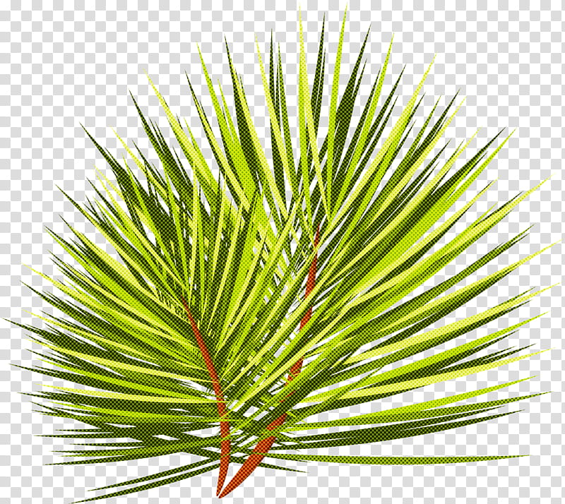 loblolly pine white pine columbian spruce shortstraw pine red pine, Yellow Fir, Jack Pine, Lodgepole Pine, Western Yellow Pine, Canadian Fir, Singleleaf Pine, Oregon Pine transparent background PNG clipart