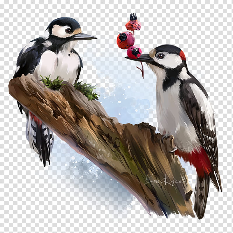 Watercolor Painter, Woodpecker, , , Artist, , Artists Portfolio, Drawing transparent background PNG clipart
