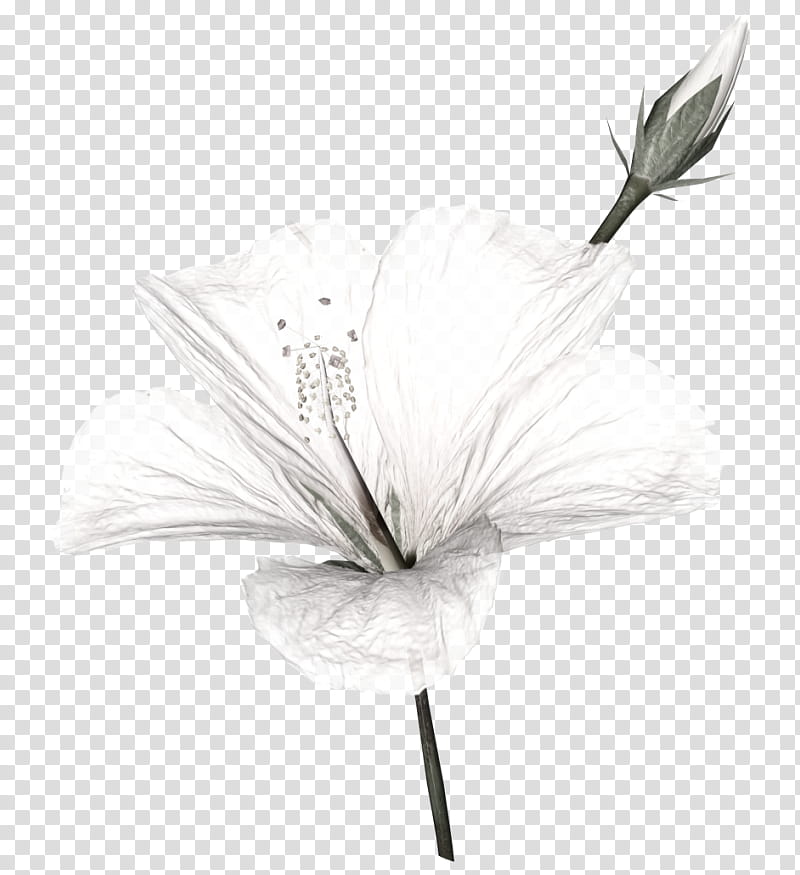 Noir Taggers Scrapkit, white petaled flower transparent background PNG clipart