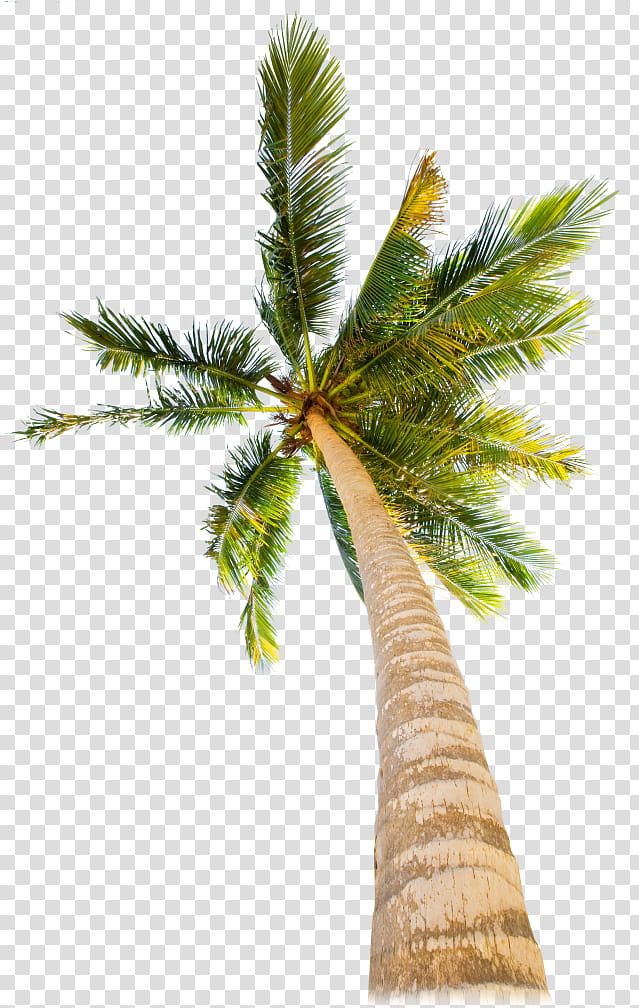 Palm tree, White Pine, Plant, Desert Palm, Woody Plant, Arecales, Red Pine, Sabal Palmetto transparent background PNG clipart