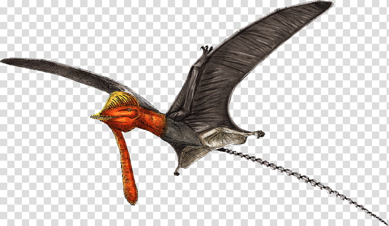 Bird, Nyctosaurus, Pterorhynchus, Pterodactyloidea, Rhamphorhynchidae, Dinosaur, Gnathosaurus, Darwinopterus transparent background PNG clipart
