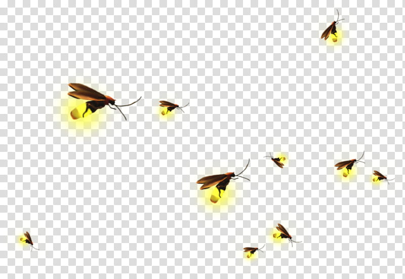 Butterfly Silhouette, Firefly, Insect, Yellow, Pest, Pollinator, Moths And Butterflies, Membranewinged Insect transparent background PNG clipart