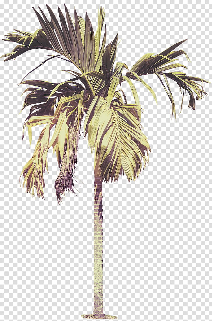 Palm tree, Arecales, Plant, Desert Palm, Woody Plant, Borassus Flabellifer, Coconut, Elaeis transparent background PNG clipart