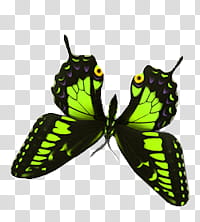 Butterfly s, black and green swallowtail butterfly illustration transparent background PNG clipart