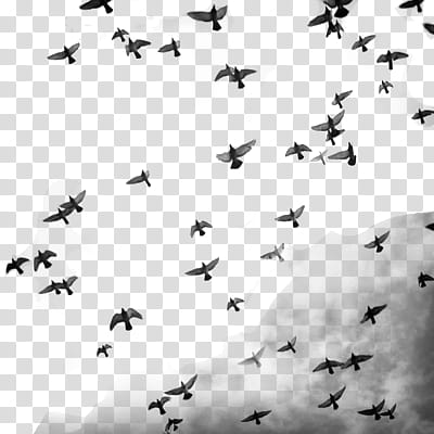 , flock of flying birds illustration transparent background PNG clipart