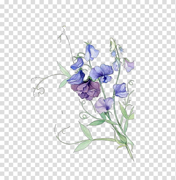 flower plant violet purple sweet pea, Bellflower, Bellflower Family, Harebell transparent background PNG clipart