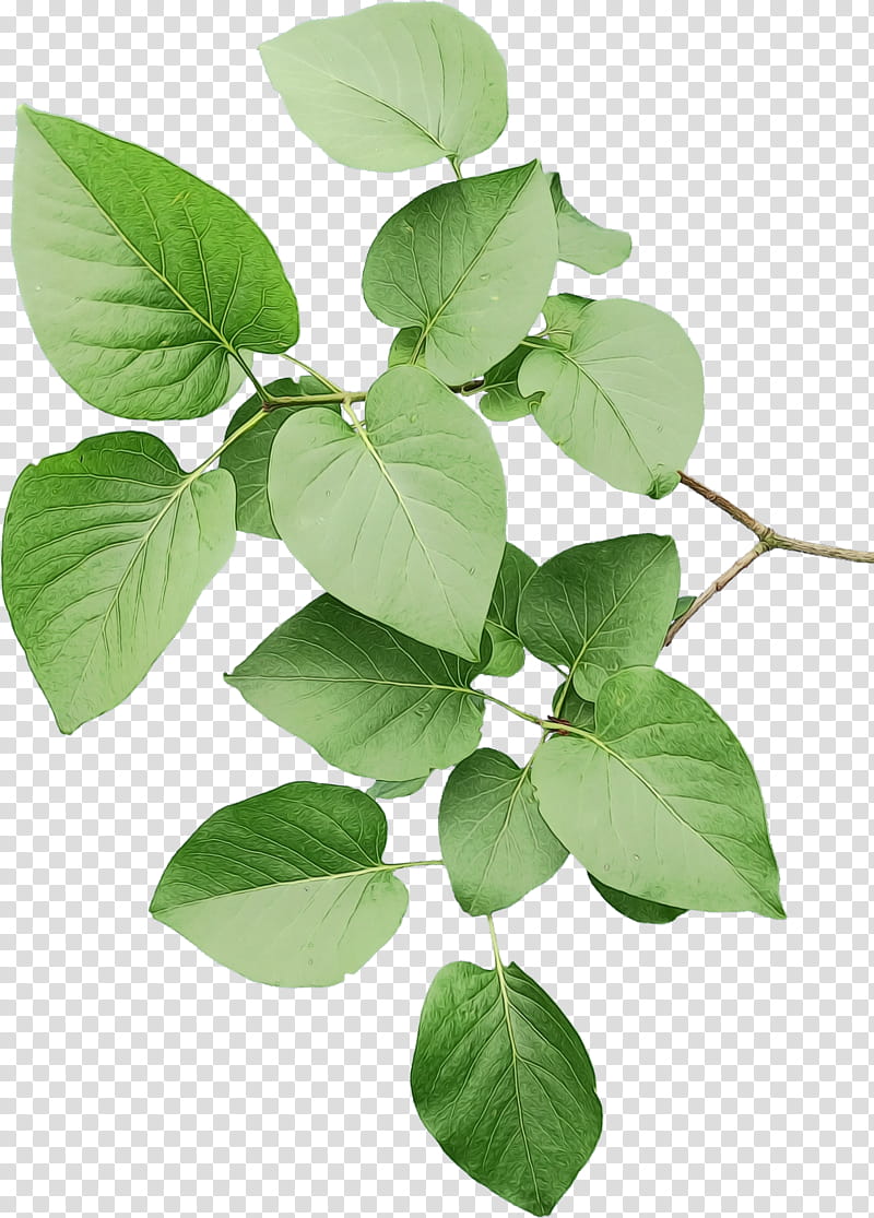 Orange Tree, Leaf, Plant Stem, Herb, Plants, Flower, Branch, Twig transparent background PNG clipart