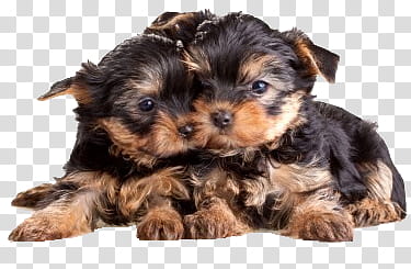 Dog, two black-and-brown Yorkshire terrier puppies transparent background PNG clipart