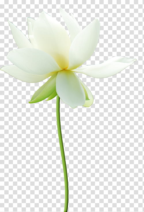 Flowers, Sacred Lotus, White, Color, Nelumbonaceae, Computer Software, Green, Aquatic Plants transparent background PNG clipart