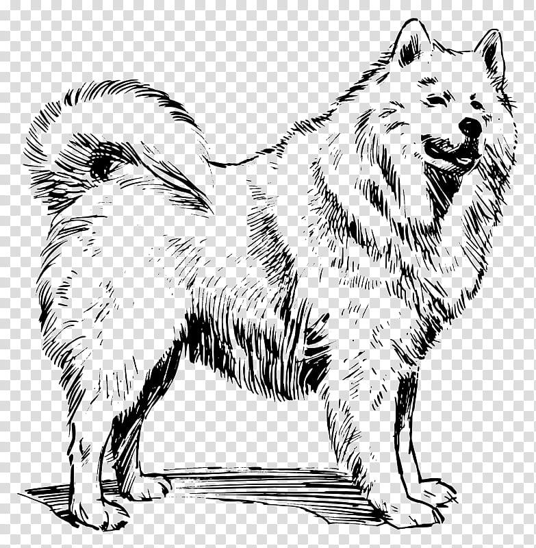 dog dog breed german spitz eurasier german spitz mittel, Icelandic Sheepdog transparent background PNG clipart