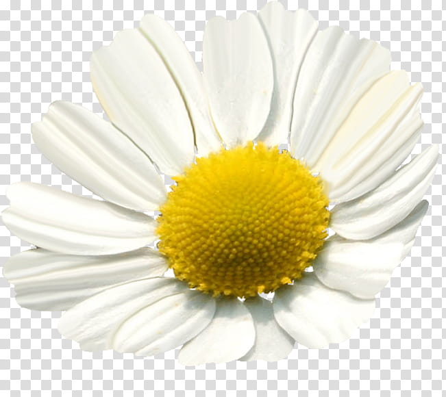 Chamomile, white daisy flower transparent background PNG clipart