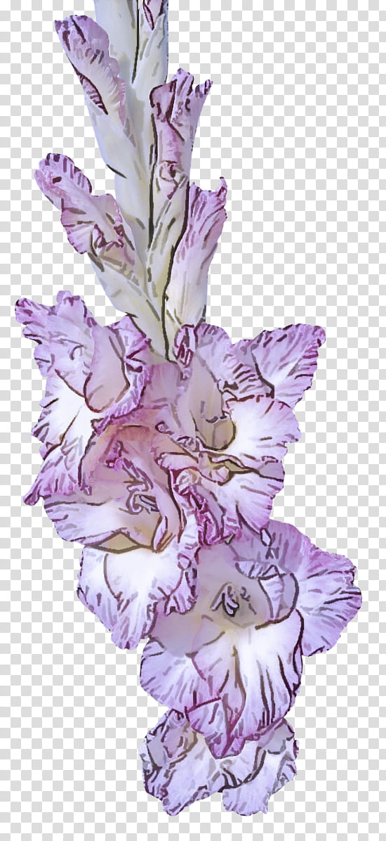 Lavender, Flower, Flowering Plant, Gladiolus, Purple, Violet, Iris Family, Petal transparent background PNG clipart