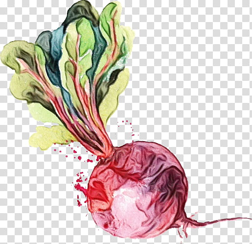 Watercolor Leaf, Paint, Wet Ink, Watercolor Painting, Drawing, Beetroot, Canvas, Gallery Wrap transparent background PNG clipart