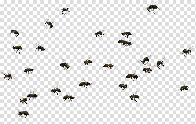 Bee Swarm , swarm of black bees transparent background PNG clipart